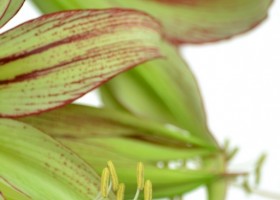 hippeastrum Emerald ® (3)